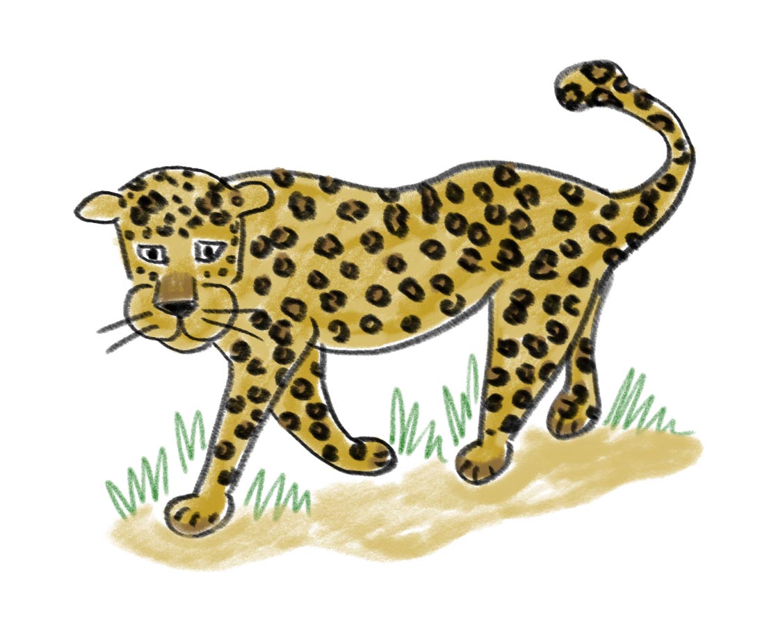 Draw a leopard in 10 steps – Mongabay Kids