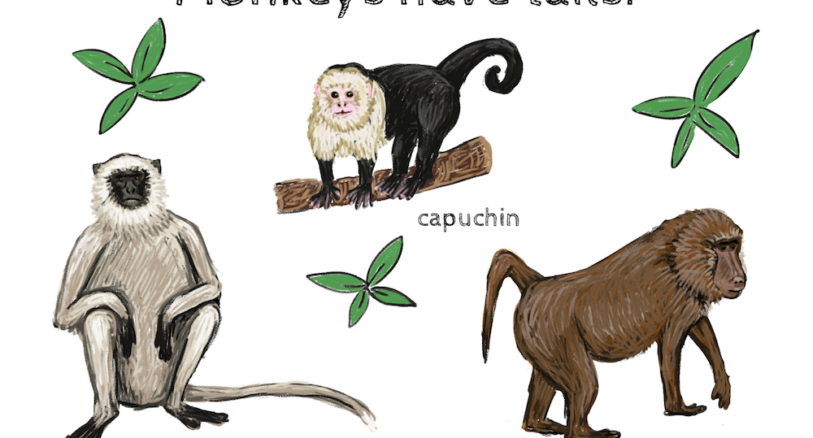 What is an endemic species? – Mongabay Kids