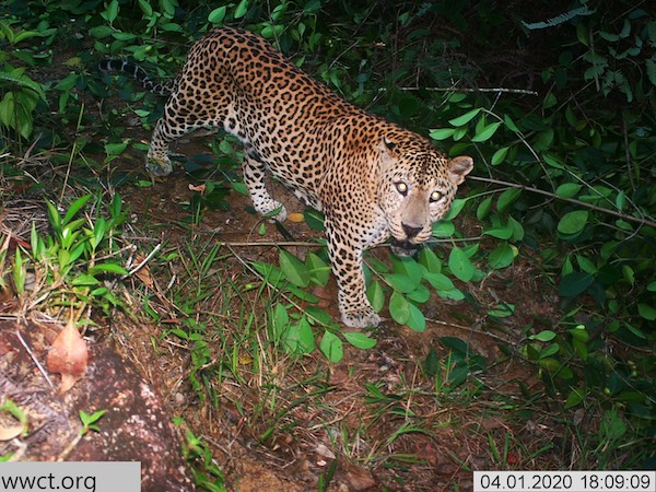 A black leopard classified as rare in Sri Lanka. We missed you dear friend.  :-  - Picture of Hatton, Central Province - Tripadvisor