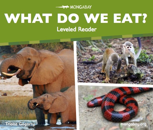 Kindergarten reader – What do we eat?