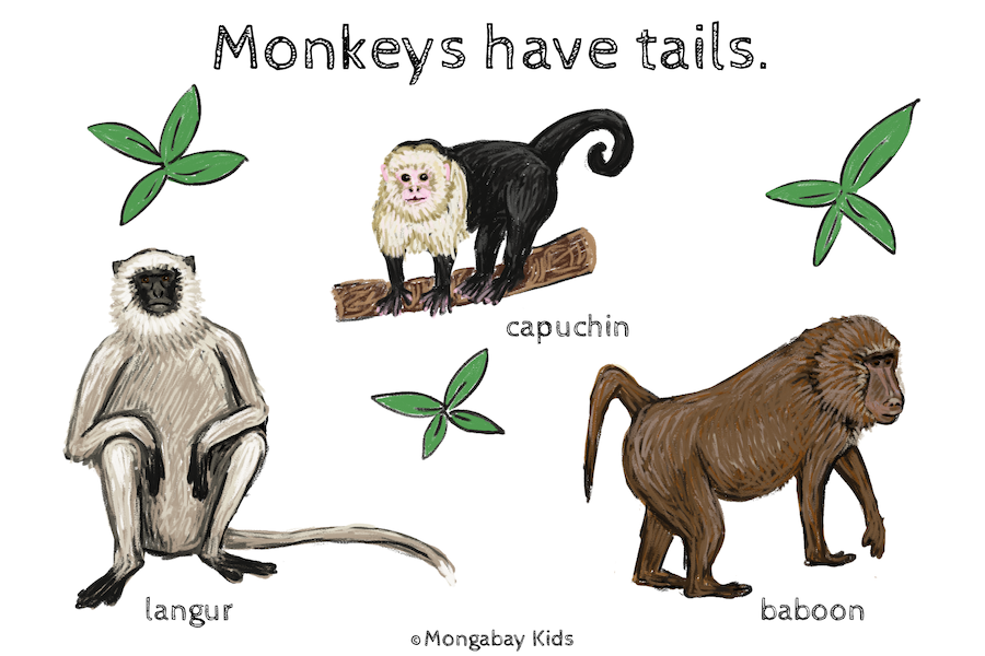 Apes don't have tails – Mongabay Kids