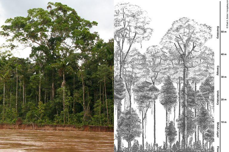 layers of forest canopy