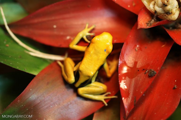 Frog in a canopy bromeliad.