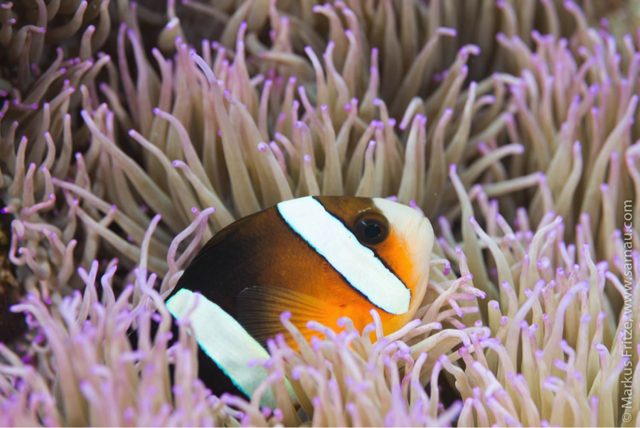 Coral Gardening Effectively Restores Staghorn Corals - Science