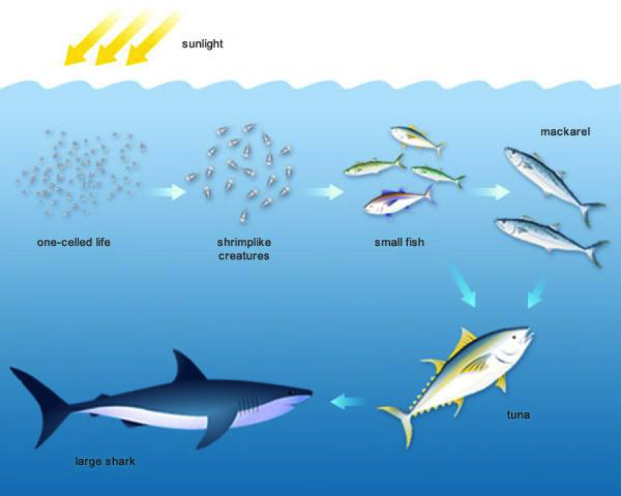 Цепи черного моря. Цепь питания акулы. Пищевая цепочка акулы. Пищевая цепочка в море с акулами. Пищевая цепочка акулы на русском.