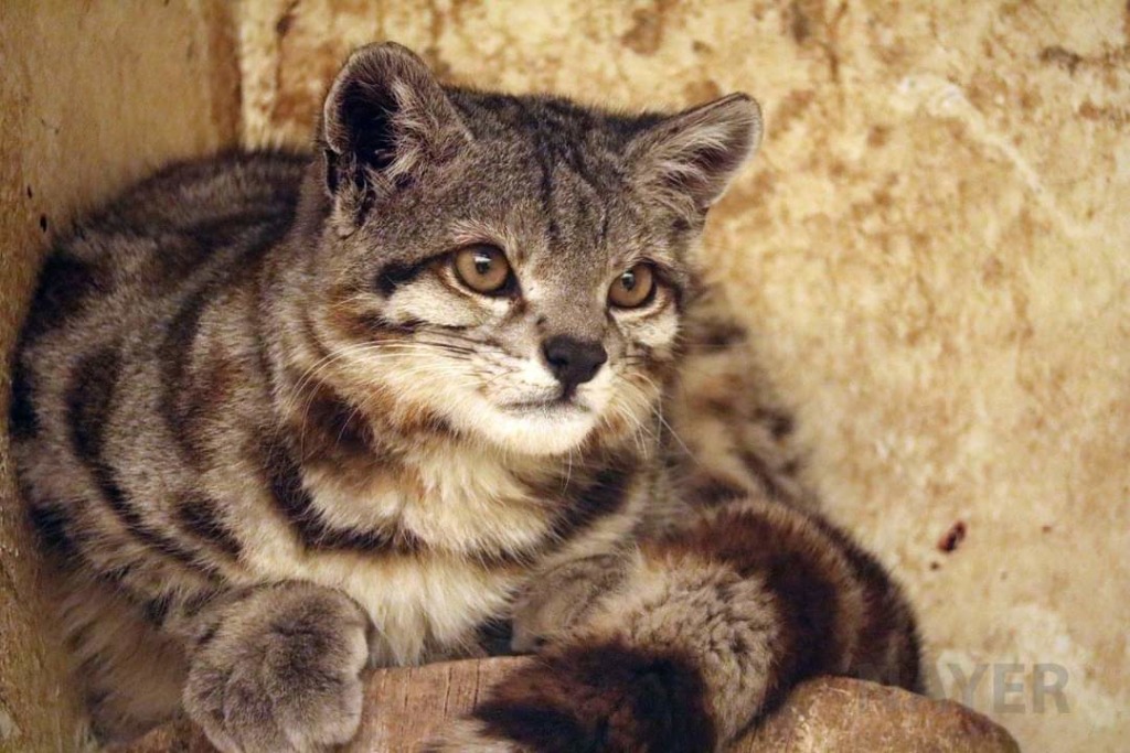 andean mountain cat