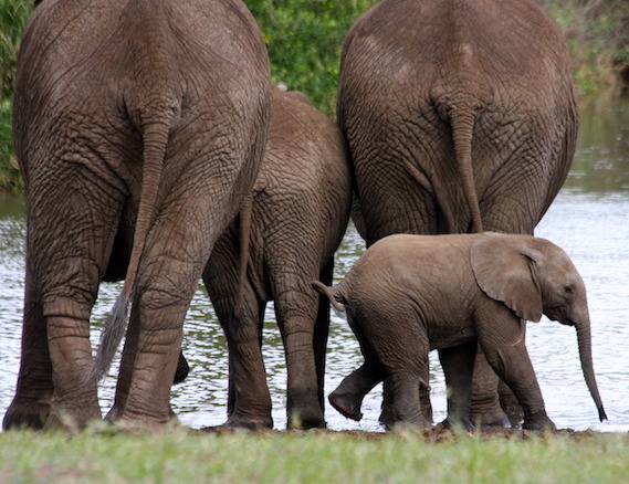 Elephants in Tanzania