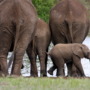 Drones that buzz like bees guide elephants away from farms