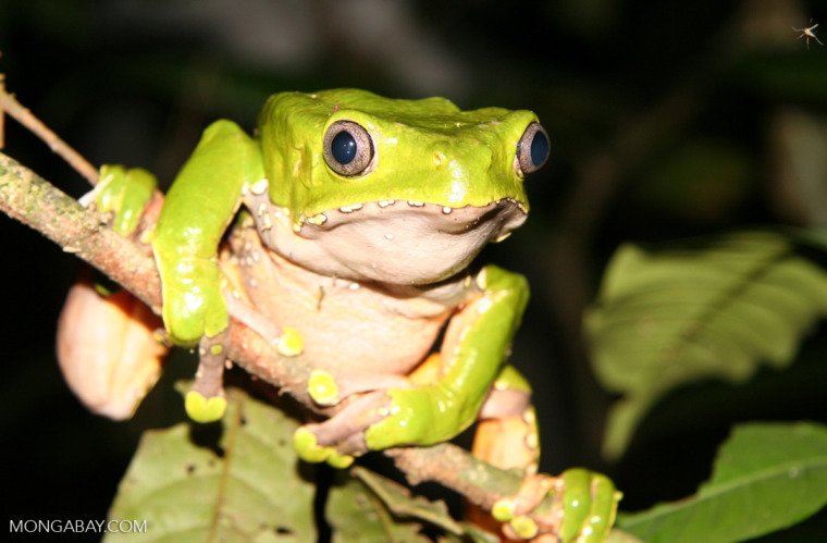 Learn about frogs: Frog behavior and cultural significance to people ...