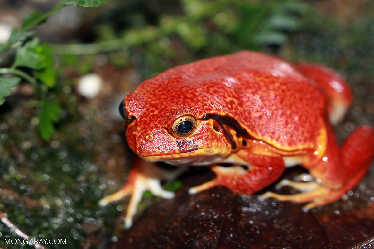 Красная лягушка. Лягушка томатный узкорот. Dyscophus antongilii. Лягушка-помидор (томатный узкорот, Dyscophus antongilii). Dyscophus guineti.