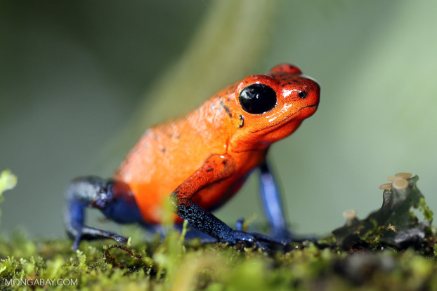 Learn about frogs: Where they live and how they grow – Mongabay Kids