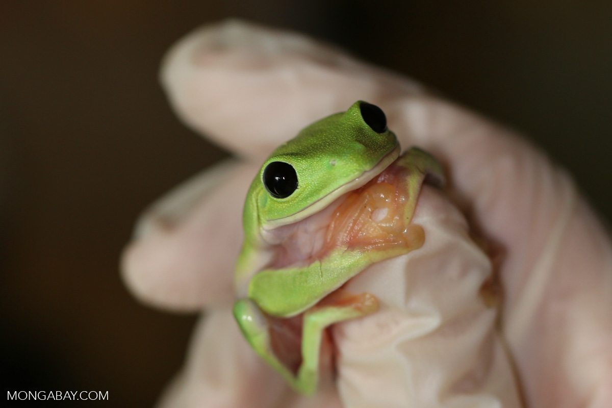 Frog with Black Eyes