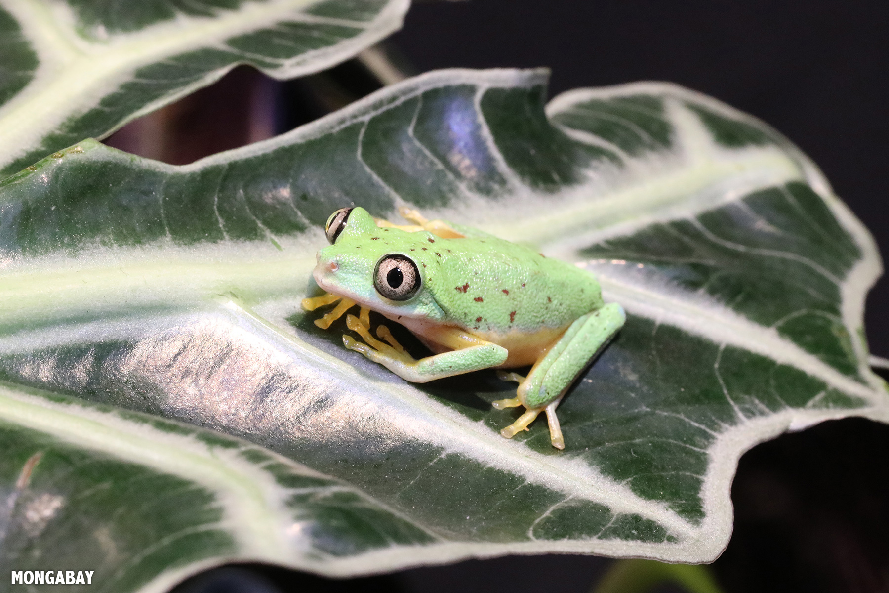 Learn about frogs Frogs at risk Mongabay Kids