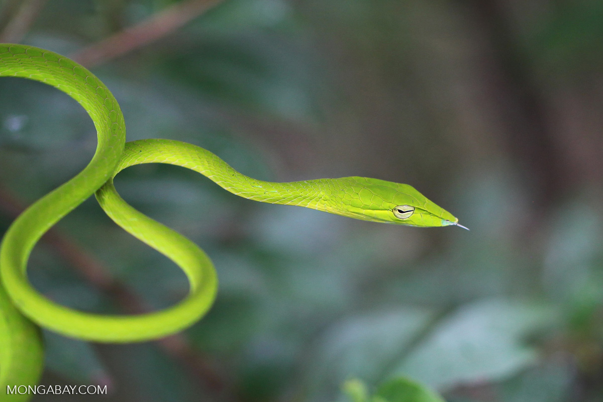 Тонкая змейка. Ahaetulla prasina. Змеи Борнео. Зеленая змея на Бали. Ahaetulla nasuta.