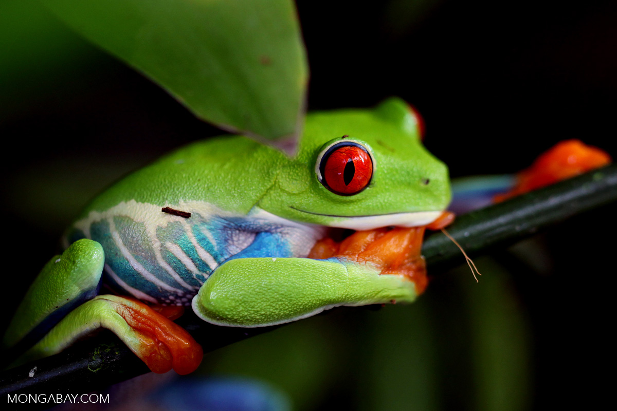 learn-about-frogs-where-they-live-and-how-they-grow-mongabay-kids