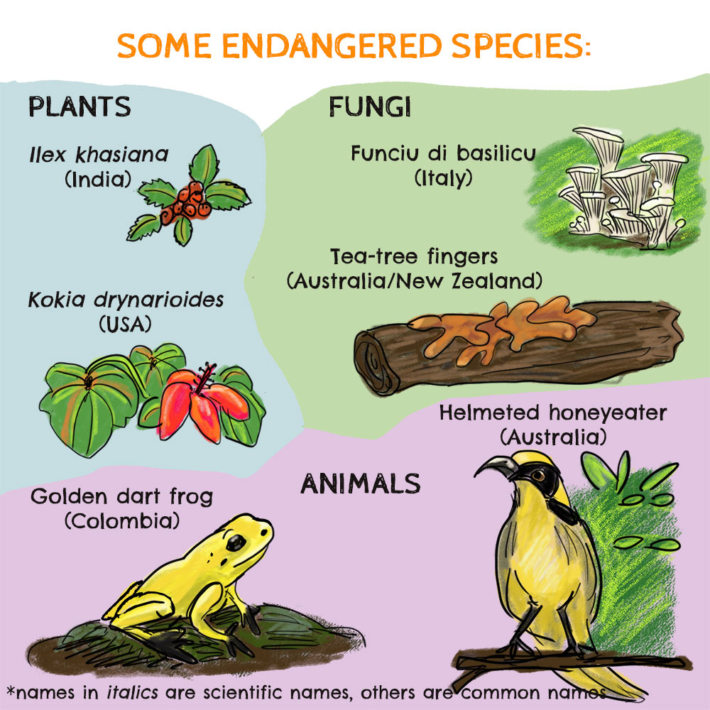 Endangered Species Of Animals And Plants