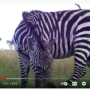 What is a dazzle of zebras?