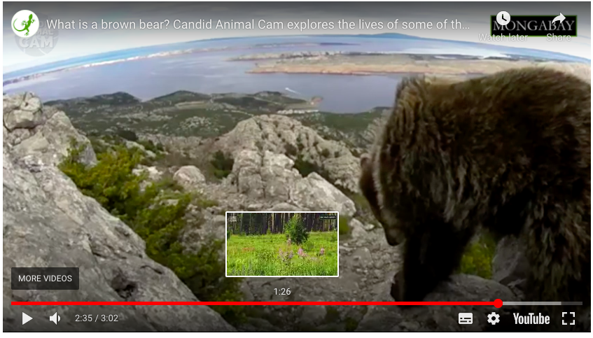 a brown bear on camera trap