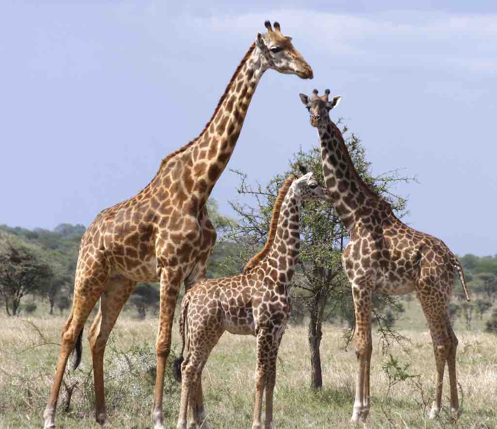 Learn about giraffes! – Mongabay Kids