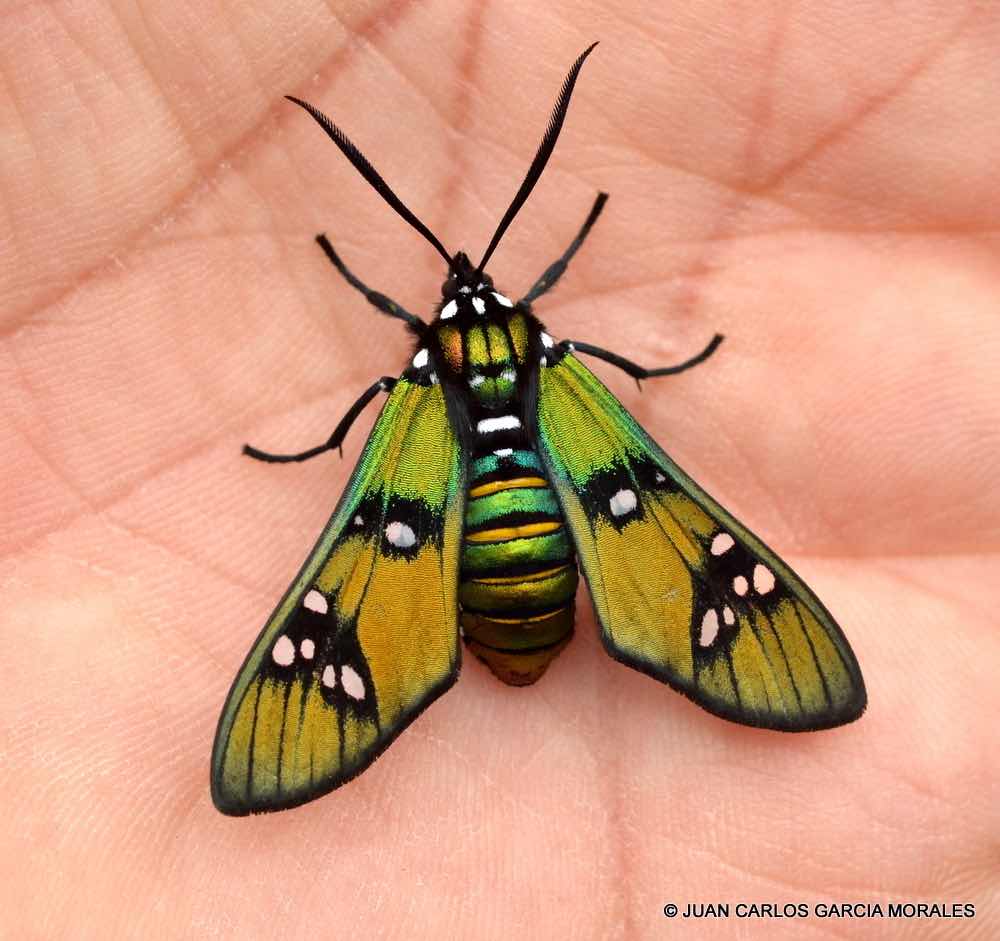 beautiful moths