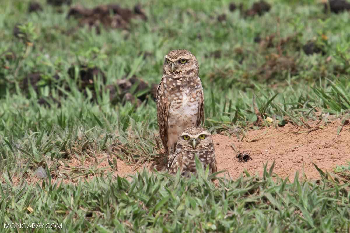 Owls that live in the ground?! Mongabay Kids