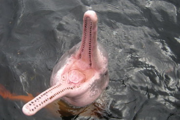 Meet the boto, dolphin of the forest!