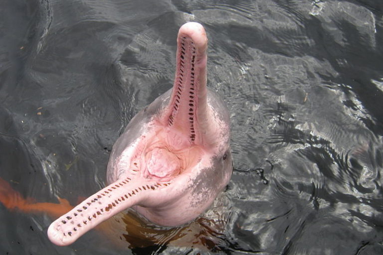 Amazon river dolphin