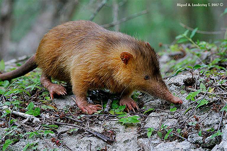 Cuban solenodon