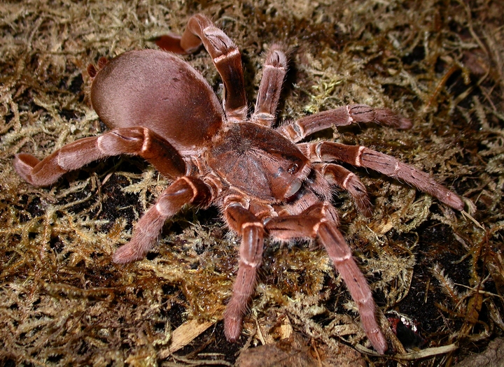 goliath bird eating spider size comparison