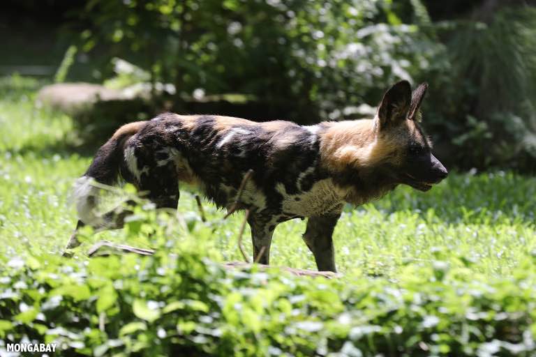 African Wild Dogs: On the Front Line