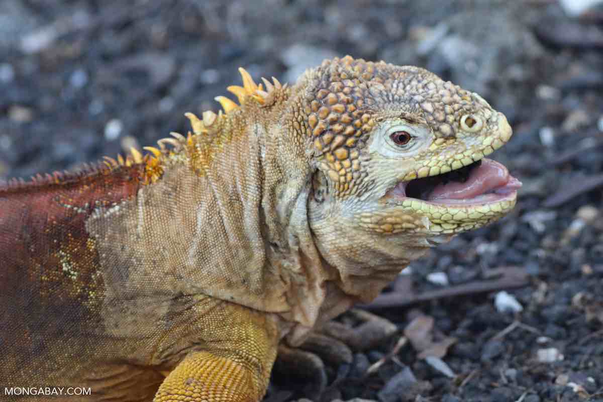 Iguanas are awesome – Mongabay Kids