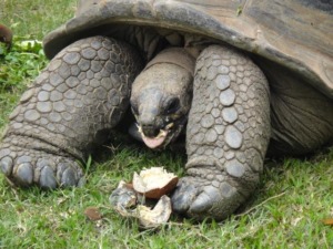 Seheno tells us about the mighty baobabs of Madagascar – Mongabay Kids