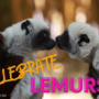 It’s the World Lemur Festival!