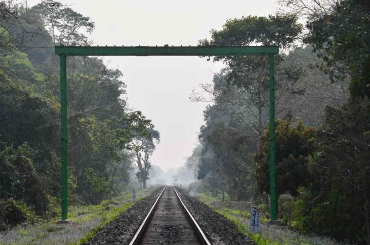 Tree bridges help hoolock gibbons in India – Mongabay Kids