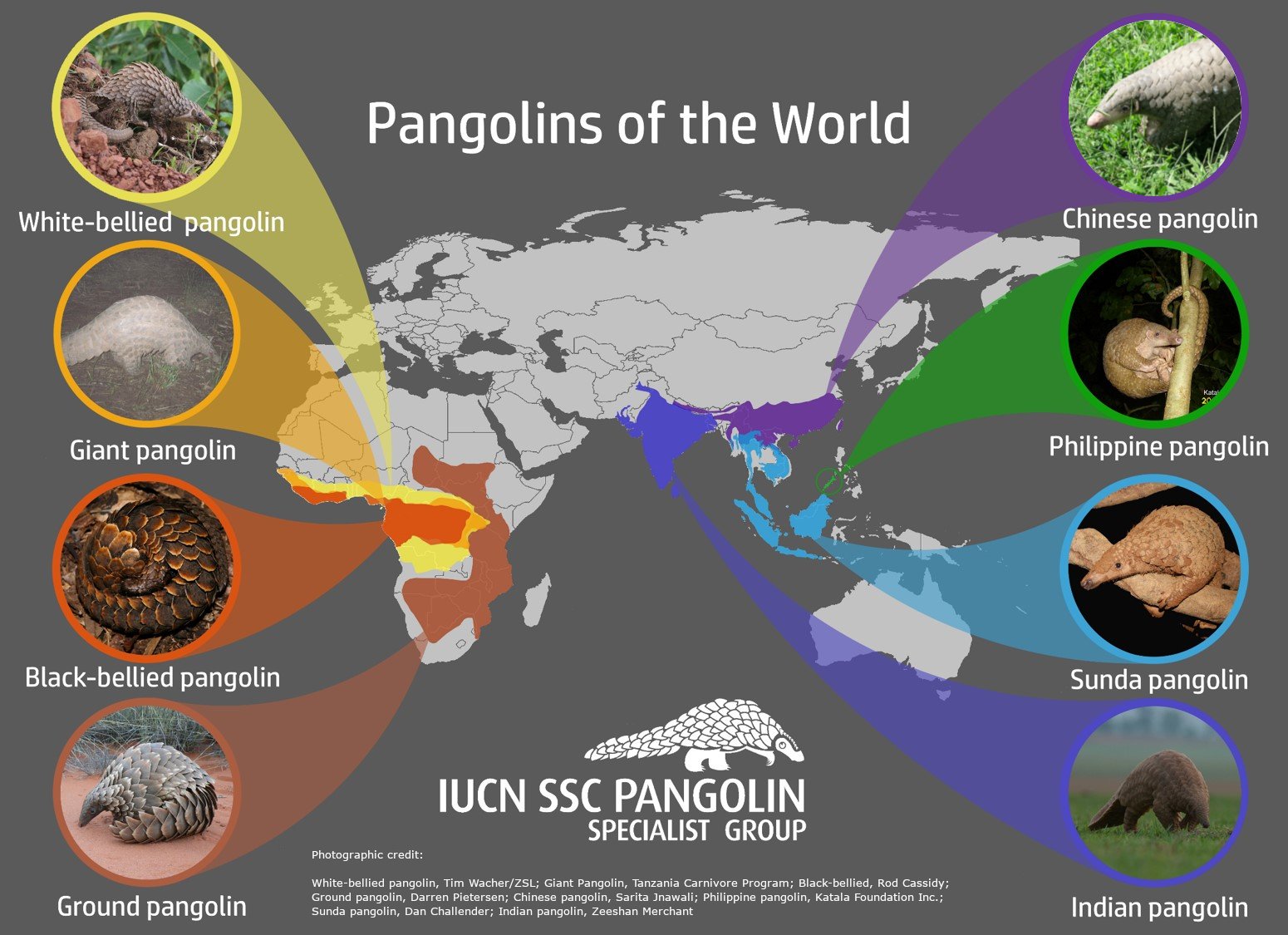 Hey! Celebrate World Pangolin Day Mongabay Kids