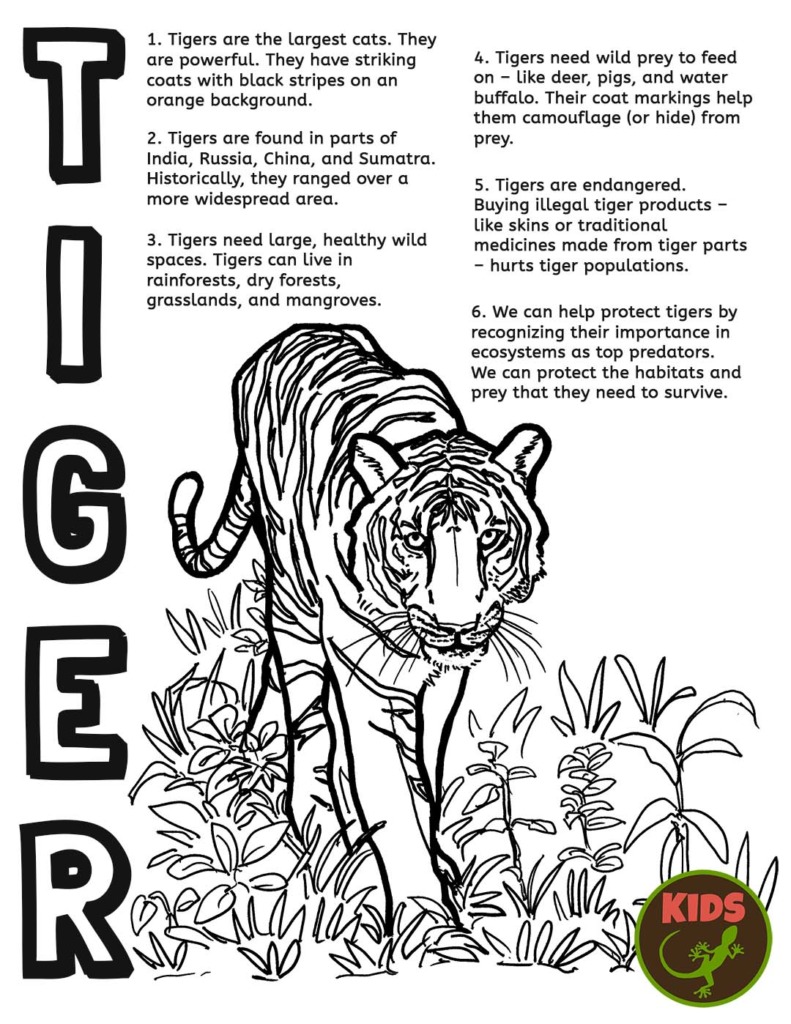 Color and learn tiger – Mongabay Kids
