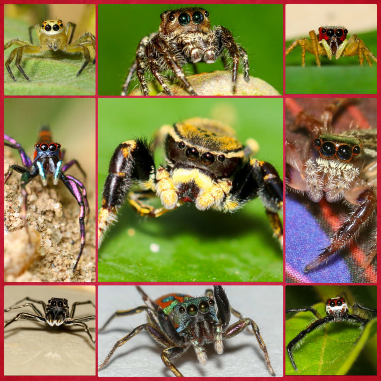 Seven Sri Lankan spider species surprise scientists – Mongabay Kids