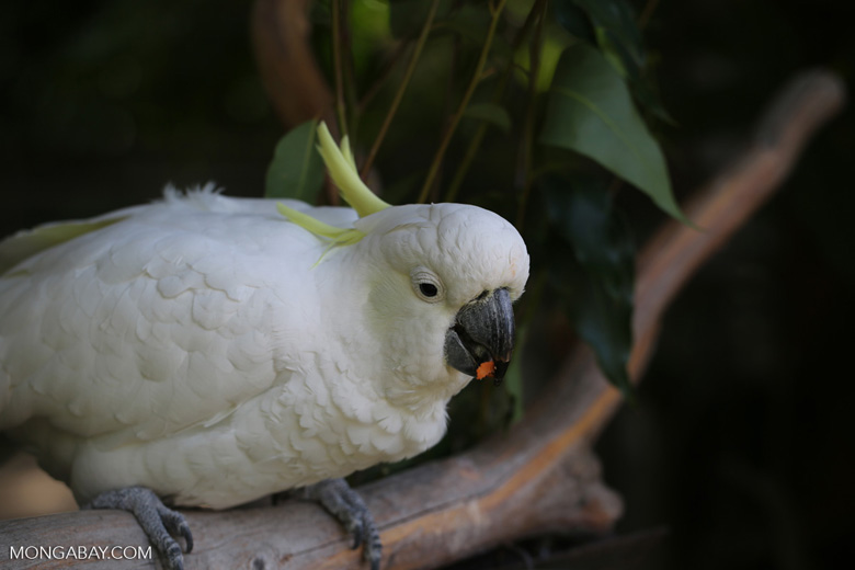 For Kids: Why Do Birds Sing In The Morning?