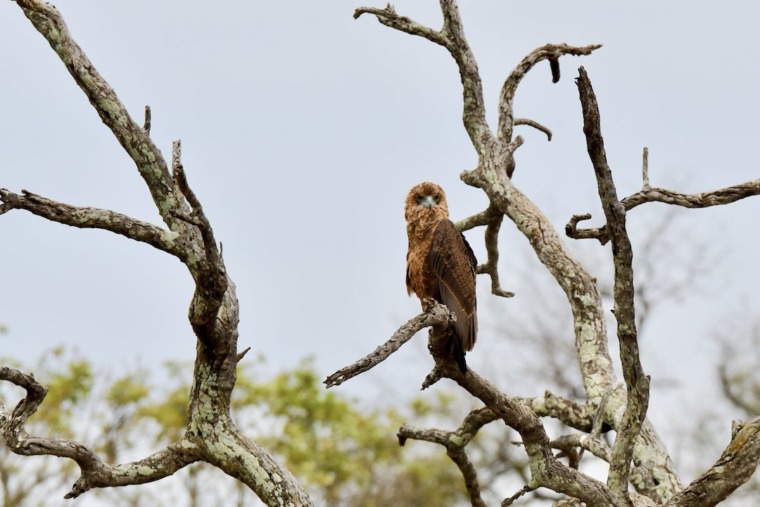 Why do birds sing in the morning mongabay kids