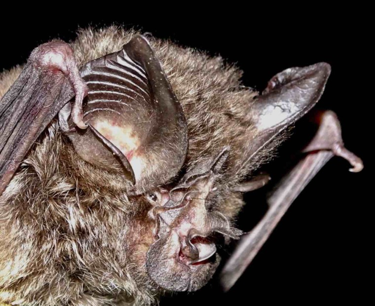 Cool horseshoe bat seen again after 40 years! – Mongabay Kids