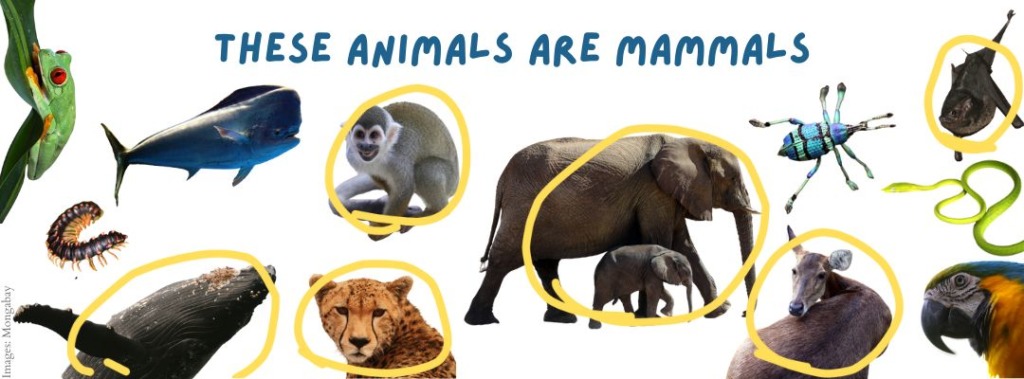 Activity: What makes a mammal? – Mongabay Kids