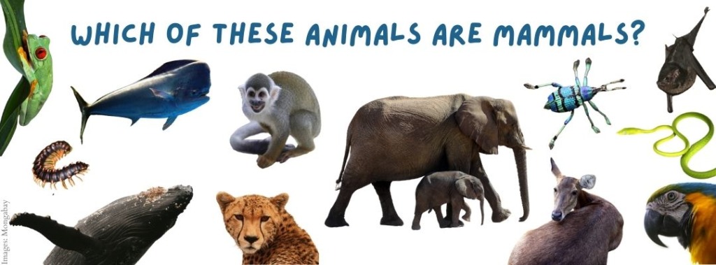 Which animals are mammals?
