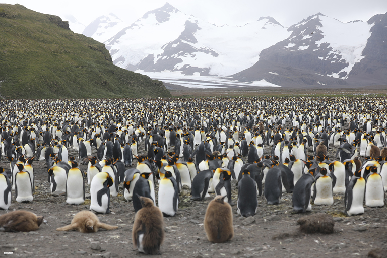 King penguin colony