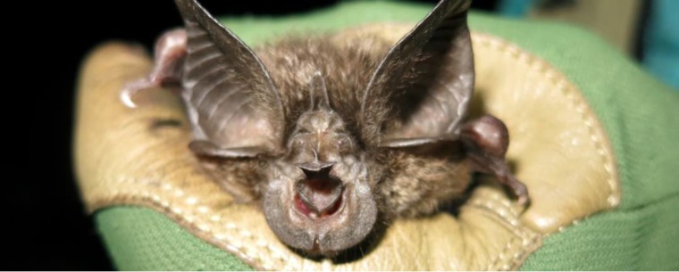 Hill's horshoe bat