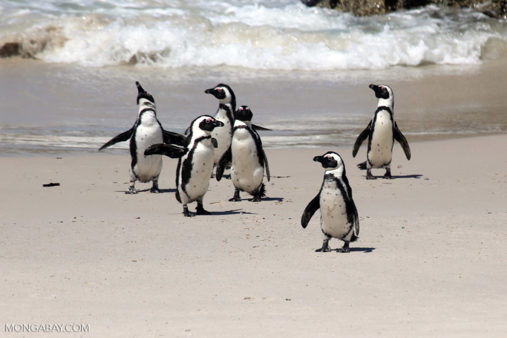 African penguins in South Africa