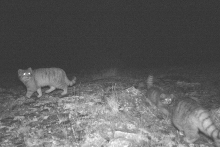 A Pallas’s cat family 