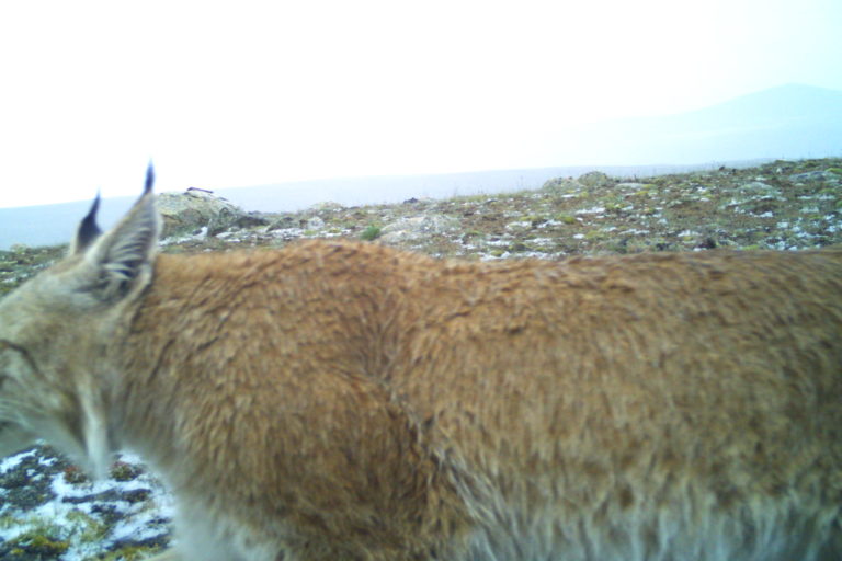 A Eurasian lynx