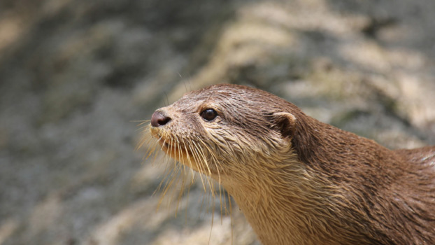 An otter