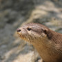 There are 13 otter species
