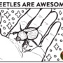 Beetles are awesome